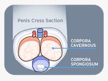 Penis Cross Section